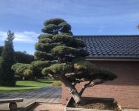 Bonsai
