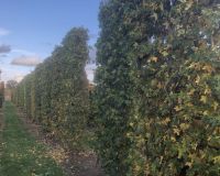 SpalierAmberbaum