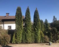 ThujenSmaragd