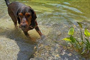 ThomasSchweiger_Schwimmteiche_Galerie_06